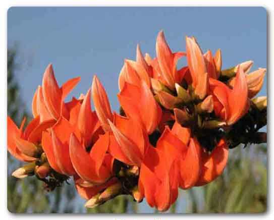 Chandigarh State flower, Dhak flower, Butea monosperma

